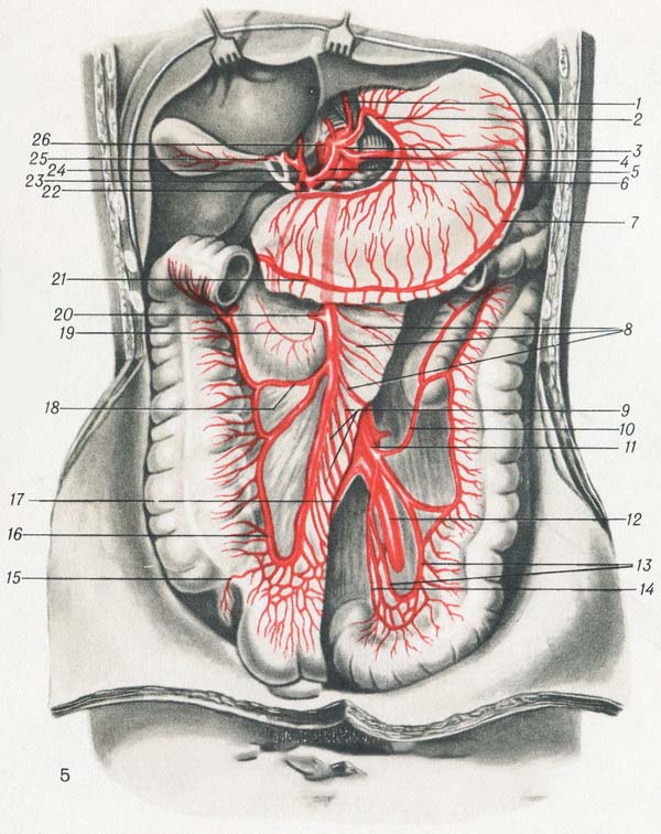 артерии брюшной полости в картинках схема
